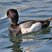Lesser Scaup